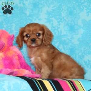 Gracie, Cavalier King Charles Spaniel Puppy